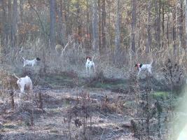 Dogs in woods