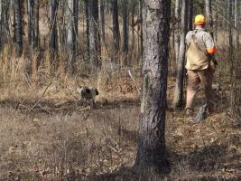 Person hunting in woods